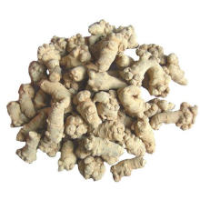 Pó de raiz Notoginseng